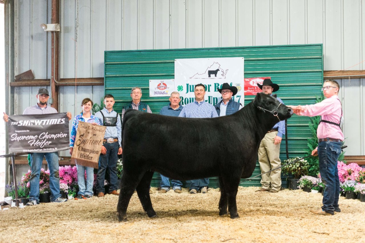 2017 Junior Beef Roundup Supreme Champion Heifer shown by J. Gordon Clark of Pittsylvania County.