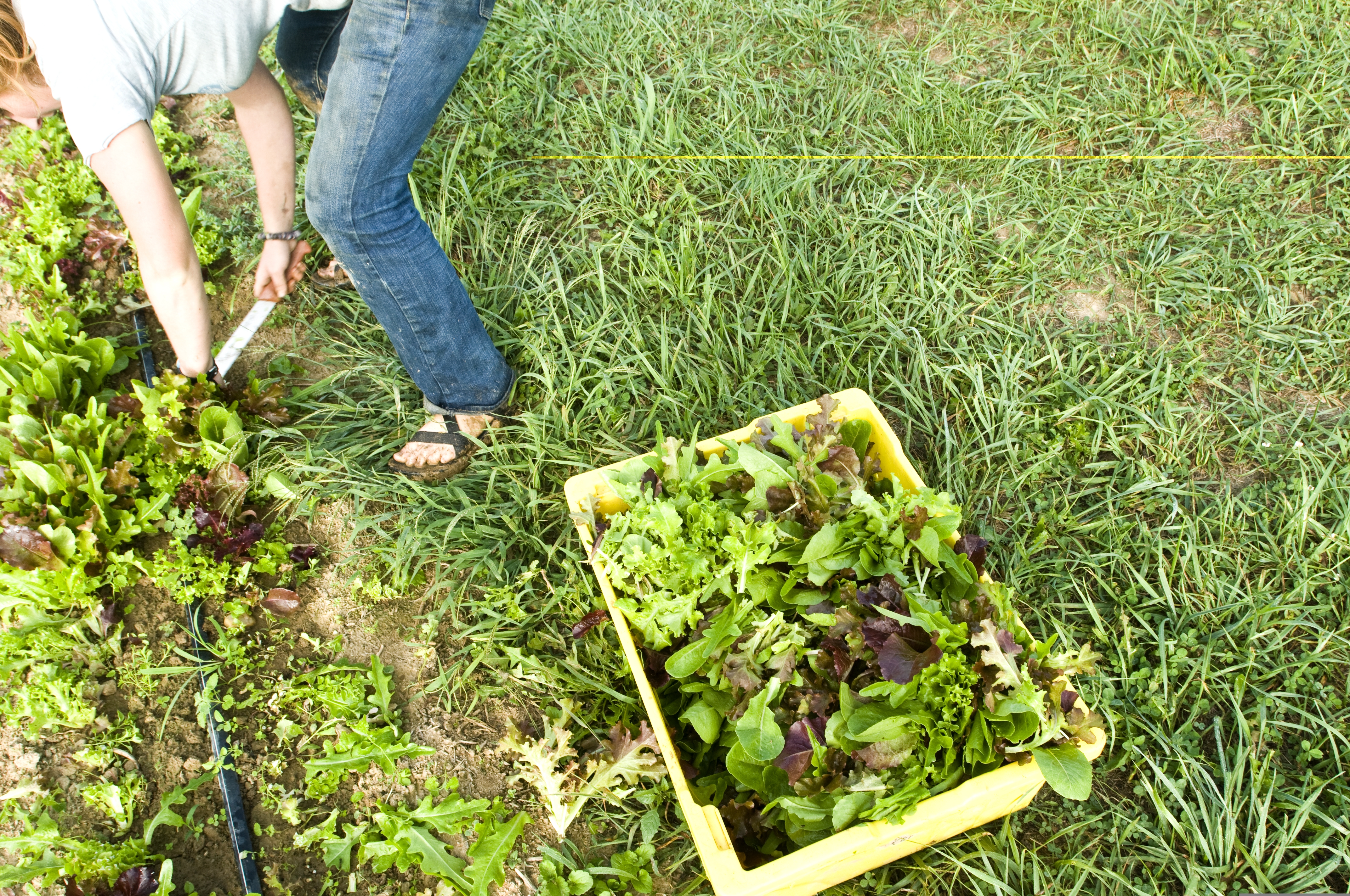 Woman harvesting lettuce.