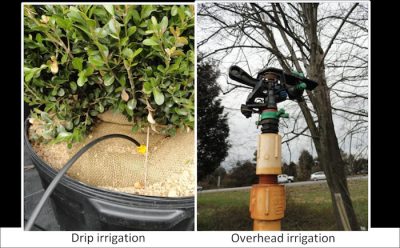 Use drip irrigation to reduce leaf wetness period whenever possible.; Photo Credit: N. Dart 
