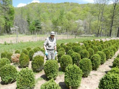 Scout host plants frequently for signs and symptoms of boxwood blight .; Photo Credit: N. Dart 