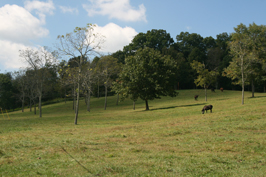Horses graze in Catawba, Virginia.