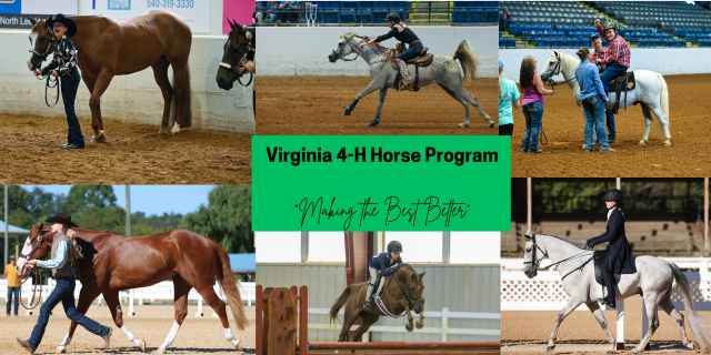4-H Horse Program