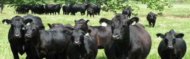 Beef Cattle