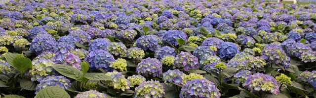 Commercial Horticulture