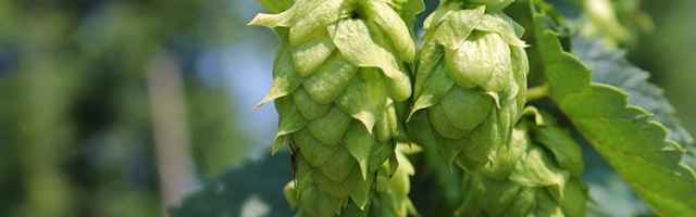 Hops