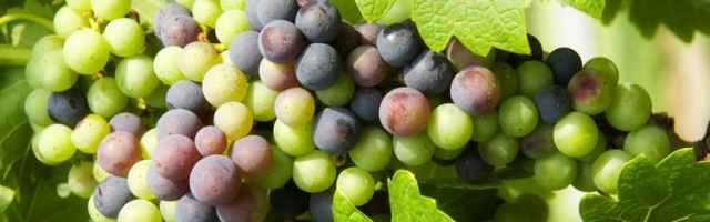 Wine Grapes