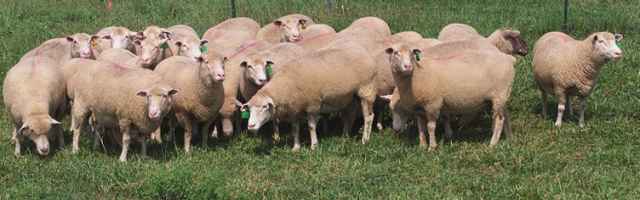 Sheep