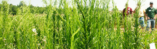 A tall stand of weeds in a farm field.