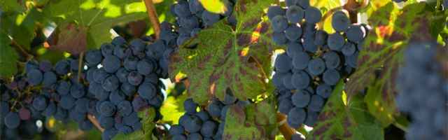 Enology