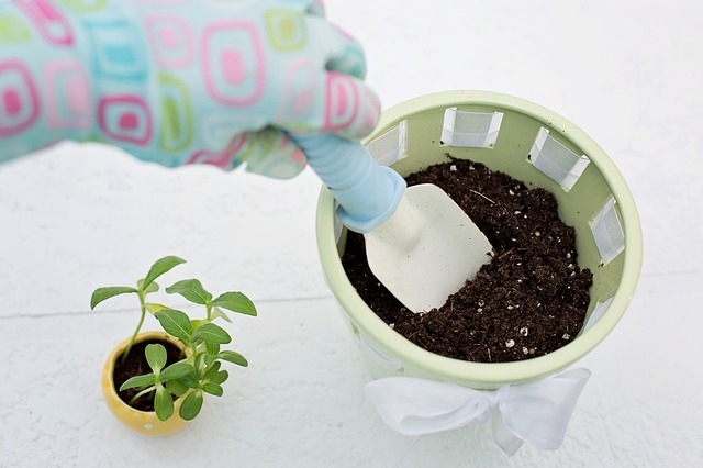 planting a plant