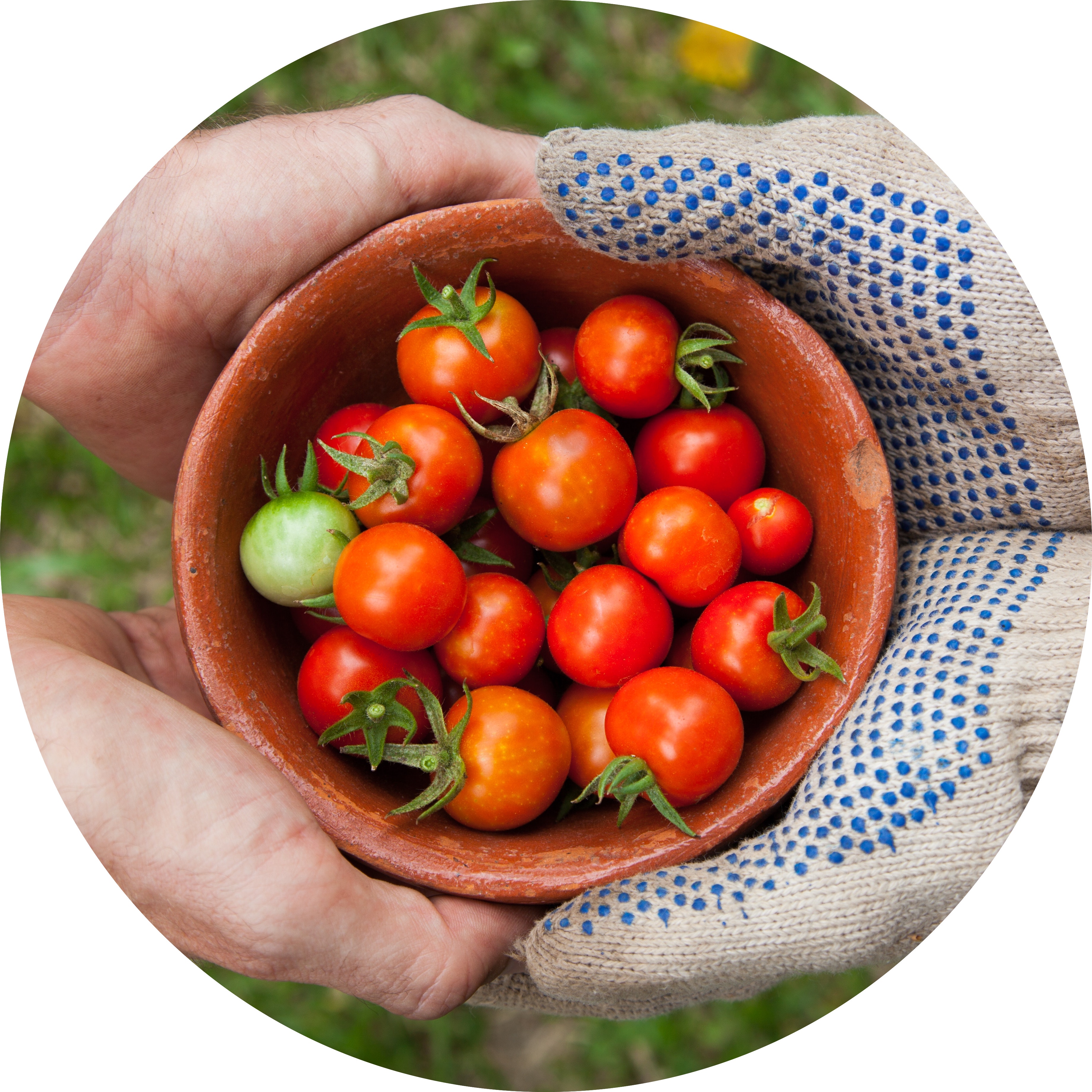 hands holding tomatoes