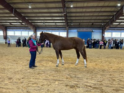 Thank you Nina Mckee and "Oronoma Farm" for Providing Peidmont Freibargers for the Horse Judging Contest