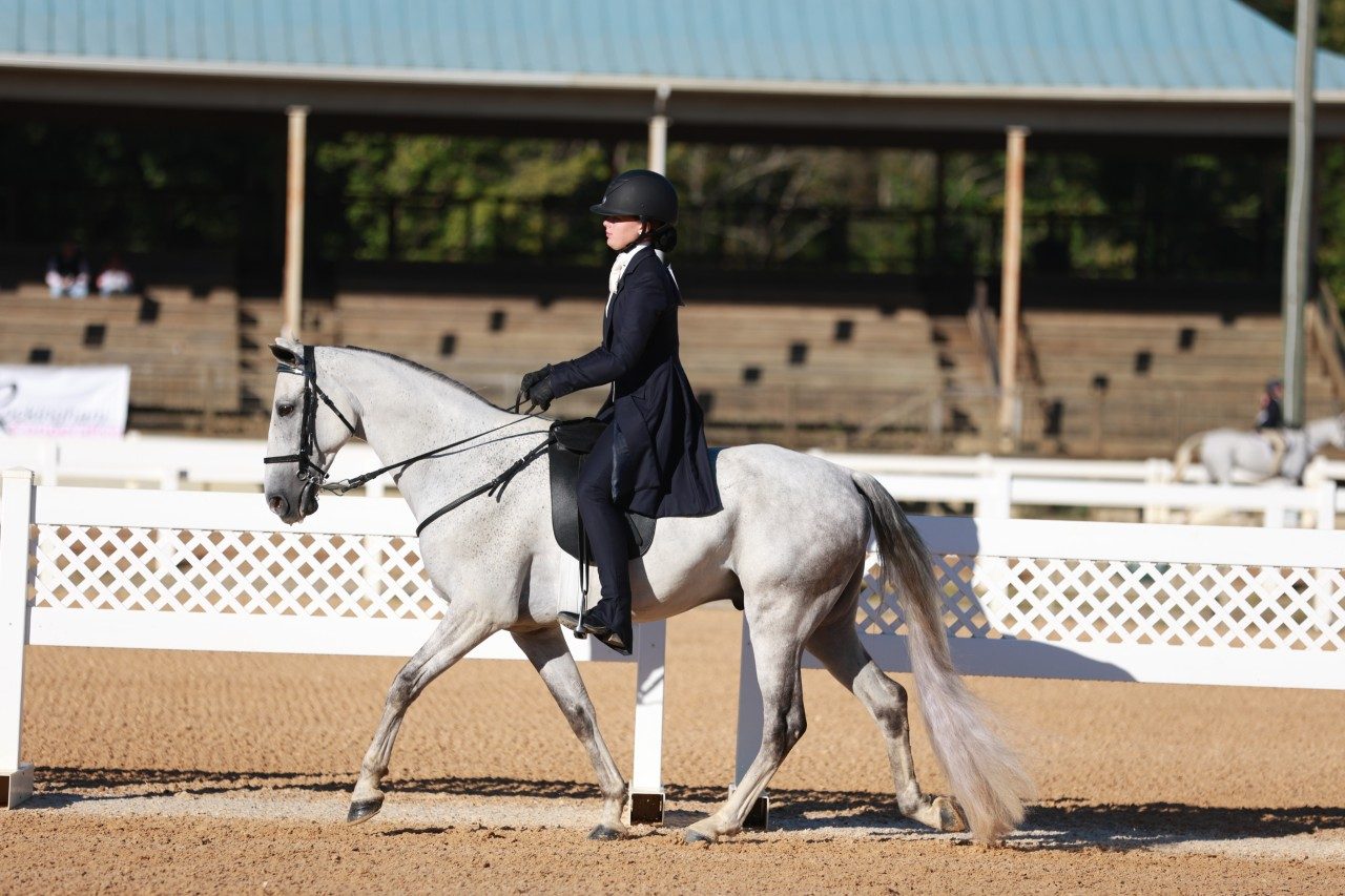English Saddleseat/Gaited