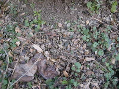 Symptom: Infected leaf and stem debris on ground; Photo Credit: M.A. Hansen