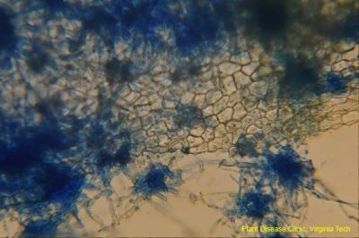 Microsclerotia (stained blue) of the boxwood blight fungus in leaf tissue; Photo Credit: E. Bush