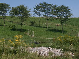 Sheep graze among honeylocust trees.