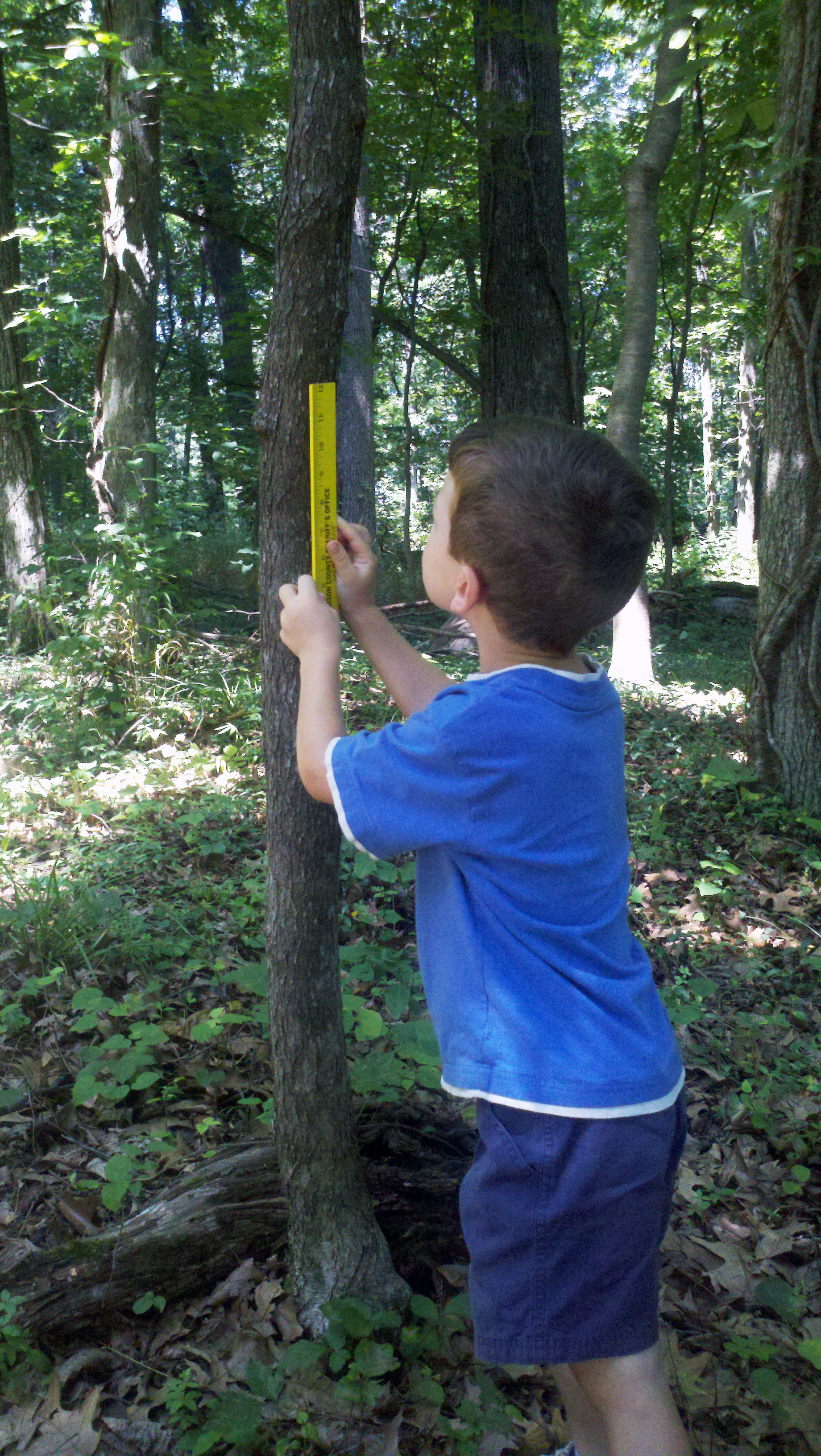 Child learning about forests