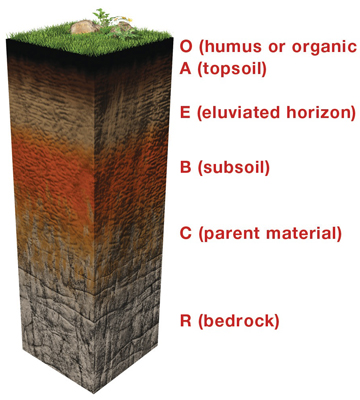 Soil Profile