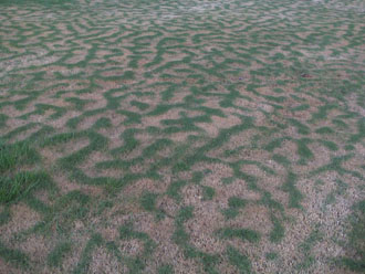 Frost Damage on Turf
