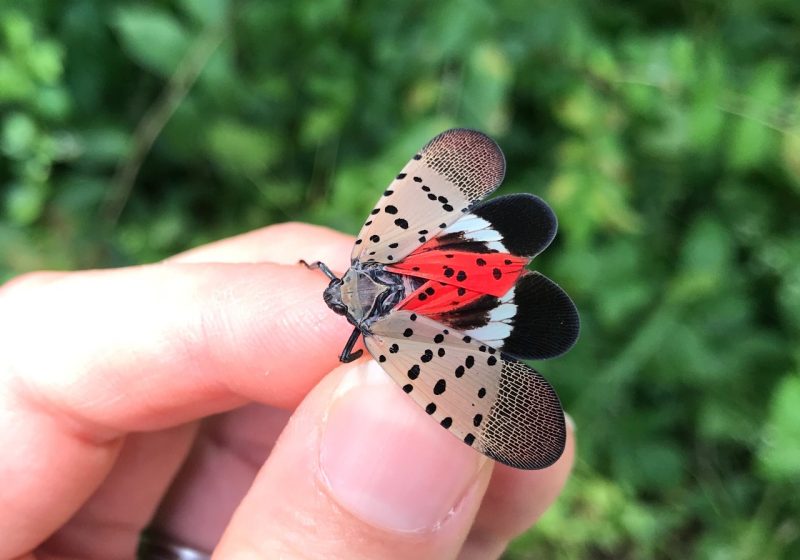An adult spotted lanternfly is held between two fingers of a hand.