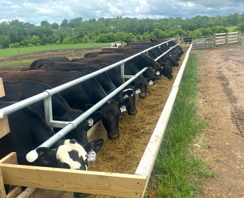 A line of black cattle feed at a long wooden trough.
