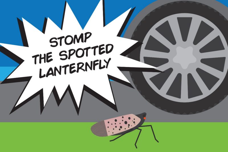 If you see the Spotted Lanternfly, join the effort and do your part to stop them from hitchhiking by checking, stomping, and swatting this destructive, invasive insect. 