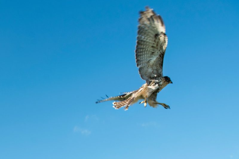 A hawk against a blue sky