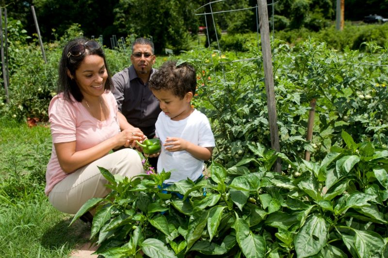 Father, mother, and child looking at bell pepper plants in a home garden.