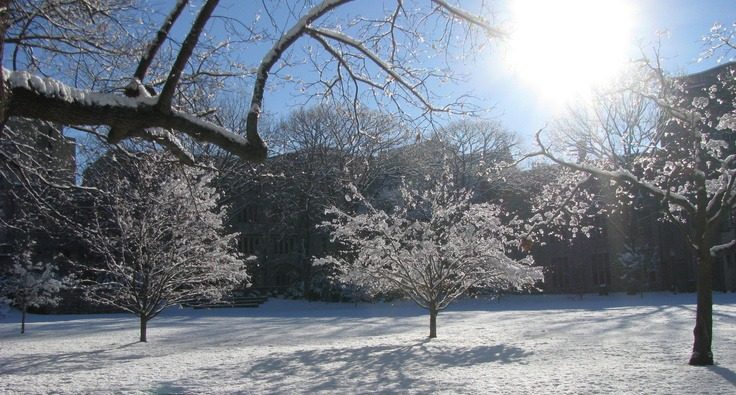 tree in winter, snow and sunlight
