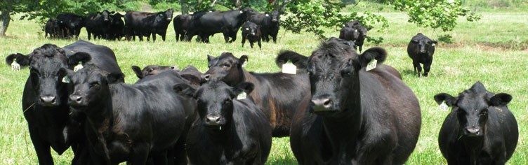 Beef Cattle