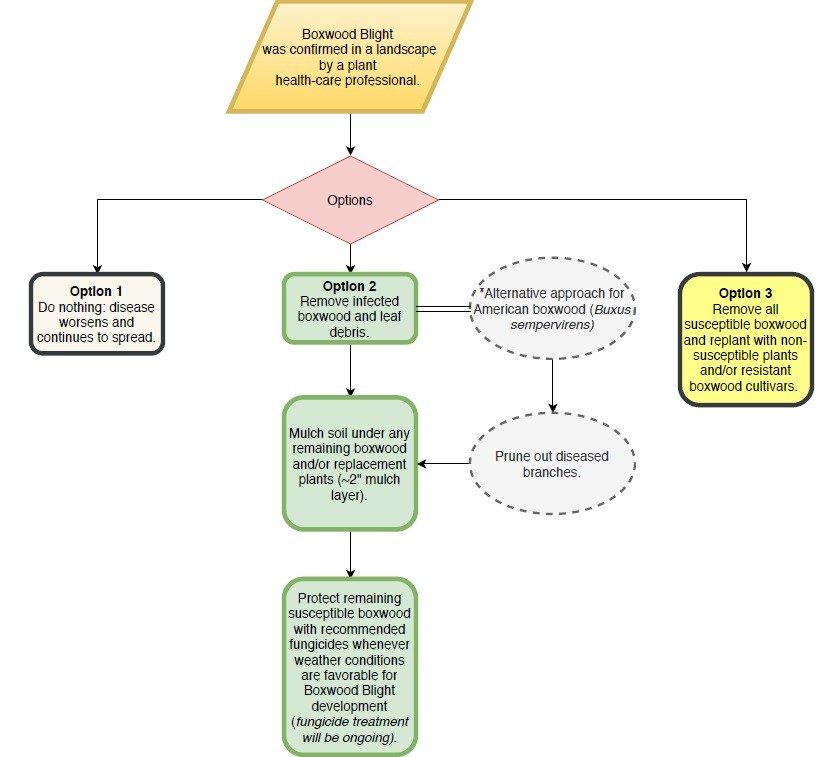 Boxwood Blight Task Force | Virginia Cooperative Extension | Virginia Tech