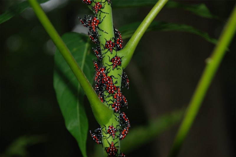 Spotted Lanternfly immatures