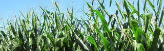 Field of corn