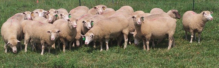 Sheep