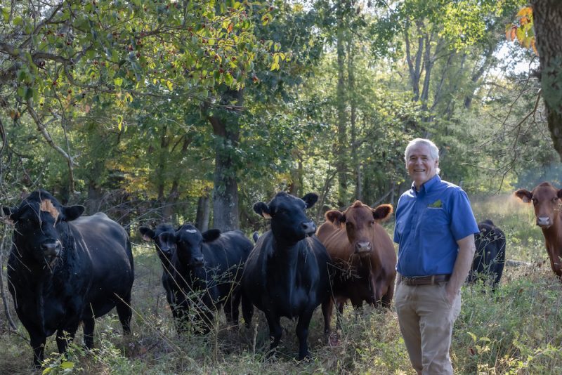Man stands with cows in a field.