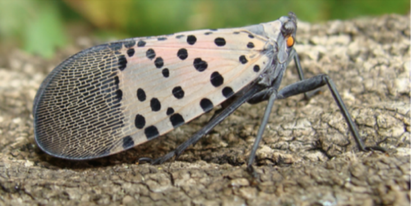 Image of spotted lanternfly
