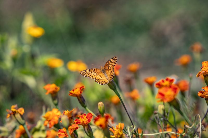 A butterfly lands on upright herbaceous flowers.