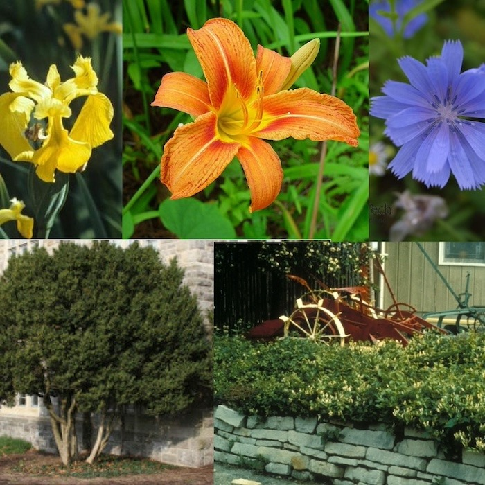 5 Plants You May Have Thought Were Native to Virginia, But Are Not