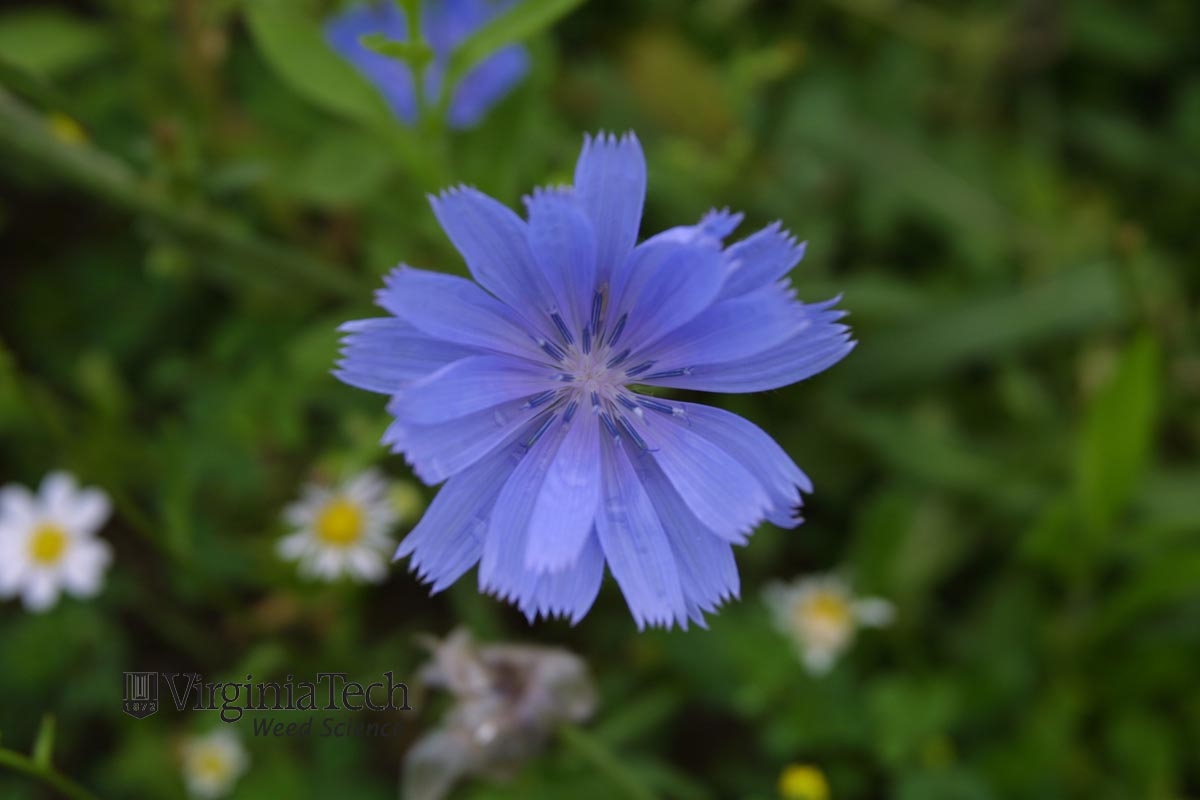 image of blue chicory flower