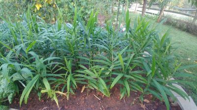 ginger plants growing in a garden bed