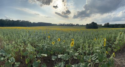 field of sunflowers