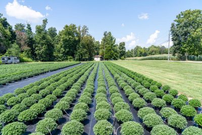 Rows of potted mums in a production field