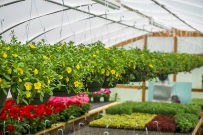 Commercial Horticulture