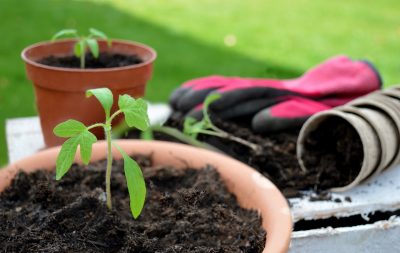 Edible Gardening