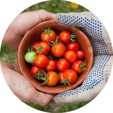 two pairs of hands reach for one another, in their palms sits a bowl of small, red tomato fruits with pointy green stems
