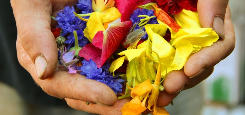 Hands hold flowers