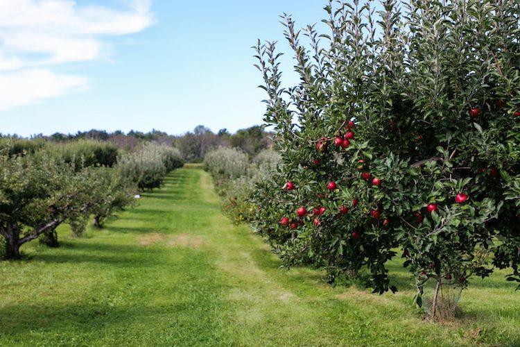 Long row of trees laden with apples