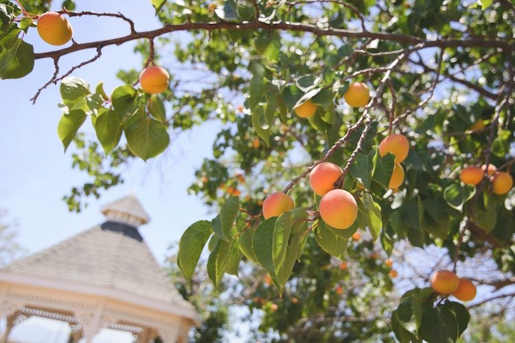 Leafy branch with dangling peach fruits
