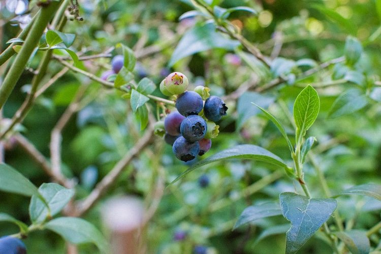 Closeup of a cluster of blue berries on the end of a woody stem