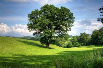 Trees Shrubs and Groundcovers